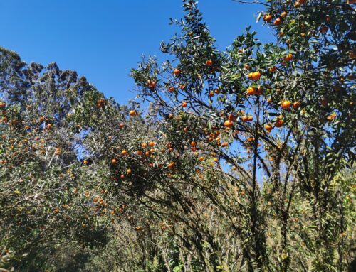 Fruit Picking | Stretch Family Farms, Beerwah QLD